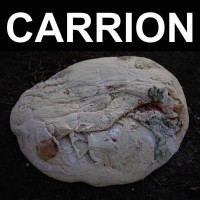 RECITATION - Carrion
